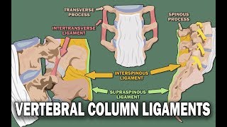 VERTEBRAL COLUMN ANATOMY 22  Ligaments and the Spinal Cord [upl. by Anizor]