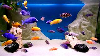 Malawi cichlids aquarium [upl. by Aire]