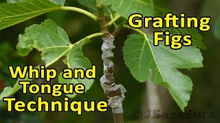 Grafting Fig Trees  Whip and Tongue  Grafting Technique [upl. by Rana]