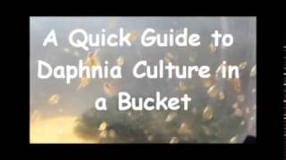 How to culture daphnia outside [upl. by Anirazc3]