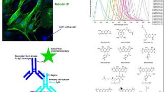 Biotechniques  Basic Principles of Immunofluorescence IF [upl. by Fred]