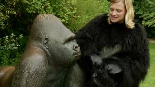 New Gorilla for Durrell [upl. by Eissen591]