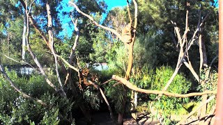 Koala Cam at Healesville Sanctuary [upl. by Haleemaj]