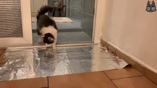 Cats vs TinAluminum Foil A Compilation [upl. by Mathur]