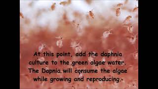 Daphnia  How to grow daphnia in your home [upl. by Salvador176]