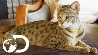 The Savannah The Largest Domestic Cats in the World  Cats 101 [upl. by Valma]