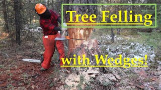 Tree Felling with Wedges Comprehensive How To [upl. by Laura]