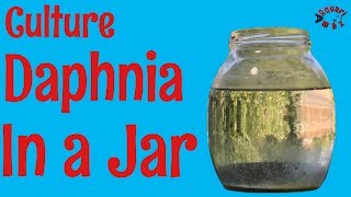 How to Culture Daphnia in a Jar [upl. by Nereil]