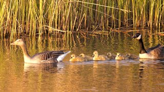 Greylag Goose x Canada Goose family with 6 Goslings [upl. by Docia932]