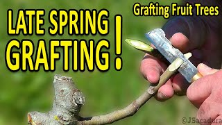 LATE SPRING GRAFTING  Grafting Fruit Trees [upl. by Otinauj]