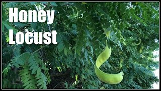 Honey Locust Gleditsia triacanthos  Ninja Gardening  Episode 31 [upl. by Ecadnarb]