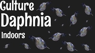 How to Culture Daphnia [upl. by Yks]