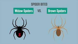 Spider Bites Black Widow vs Brown Recluse [upl. by Sou]