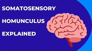 Somatosensory Homunculus Explained [upl. by Ruth]