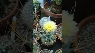 Leuchtenbergia principis cactusflower [upl. by Acemat]