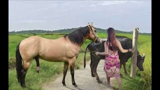 My sister training care her lovely horse in beginner 2021 [upl. by Eelatan476]