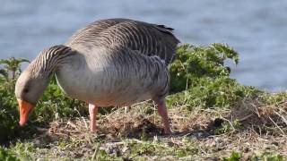 Greylag Goose building a nest [upl. by Fini]