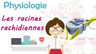 Physiologie  Les racines rachidiennes  cours de 2 ème année médecine [upl. by Tirrell]