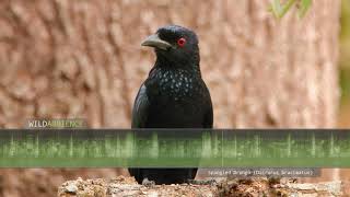 Spangled Drongo Calls  The sounds of a Spangled Drongo calling in Australias rainforest [upl. by Nnaassilem]