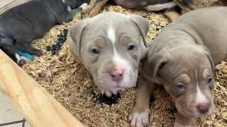 XL American Bully Puppies For Sale [upl. by Alfi]