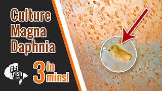 How to culture DAPHNIA MAGNA  The easy way [upl. by Tomkin120]