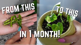 How to propagate leafless cuttings from Start to Finish  Propagate Money Plant Houseplants EASY [upl. by Klecka58]