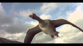 Greylag Goose Slow Motion Flying Over Camera shot with Phantom HD Gold [upl. by Pierro]