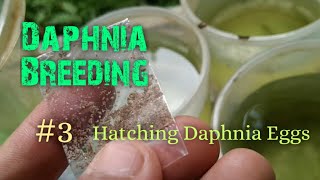 Daphnia Culture made simple and easy 3  Hatching Daphnia eggs [upl. by Annaohj]