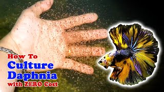 How to Culture Daphnia with ZERO Cost  Unlimited Live Food For Our Fish [upl. by Noyahs]