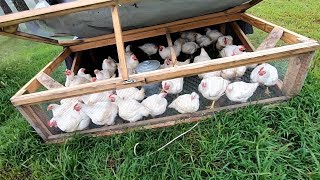 HOW MUCH DID IT COST TO RAISE MY CORNISH CROSS CHICKENS [upl. by Atnauq774]