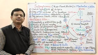 Diabetes Mellitus Part10 Mechanism of Action of Sulfonylurease  Antidiabetic Drugs  Diabetes [upl. by Leroy]