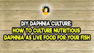 DIY Daphnia Culture How to Culture Nutritious Daphnia as Live Food for Your Fish [upl. by Hpseoj]