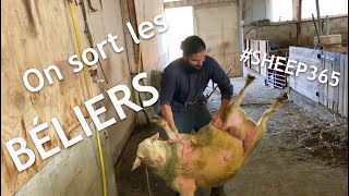 Préparation des BÉLIERS pour la lutte 🐑🐑🐑🐑 [upl. by Ansilma126]