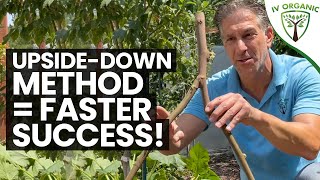 How To Propagate Figs – SUMMERTIME  Cuttings amp UpsideDown Method [upl. by Olra]