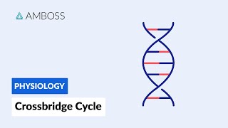 Crossbridge Cycle Muscle Contraction [upl. by Ahsinak]