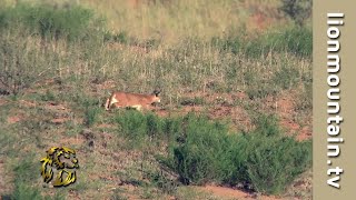 🐾 Caracal on the Hunt in the Kalahari  African Lesser Cats 🦌 [upl. by Eseenaj]