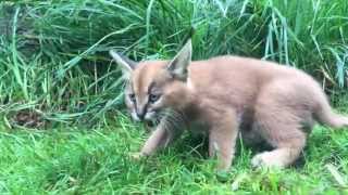 6weekold caracal kittens venture outside with mom [upl. by Roxana]