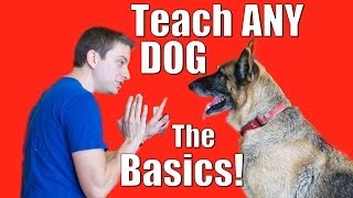 Dog Training 101 How to Train ANY DOG the Basics [upl. by Annatsirhc]