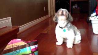 Shih Tzu howling [upl. by Annhoj828]