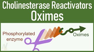 Cholinesterase Reactivators Oximes [upl. by Dick]