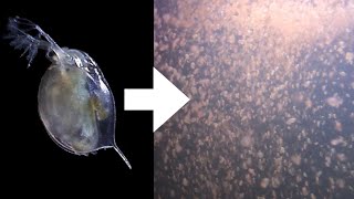 How I Culture Daphnia [upl. by Goetz]