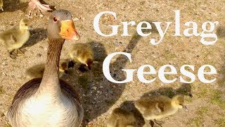 Greylag Geese amp Goslings  Minidocumentary [upl. by Yrnehnhoj]