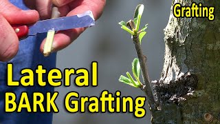 LATERAL BARK Grafting Technique  Using DORMANT and GREEN Scion Wood [upl. by Rakso]