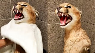 Caracal Cat Screaming After Bath  WooGlobe [upl. by Teiluj]