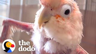 Featherless Rescue Bird Cant Stop Dancing  The Dodo [upl. by Yentirb]