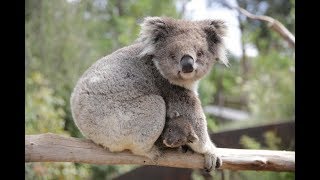 Koala joey at Healesville Sanctuary [upl. by Chaiken]