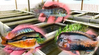 PRIVATE Rare Cichlid Fish Farm Tour [upl. by Ninazan]