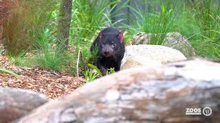 The Tasmanian Devil [upl. by Egidius]