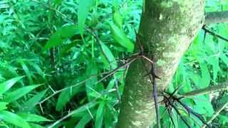 Edible tree  honey locust [upl. by Tower591]