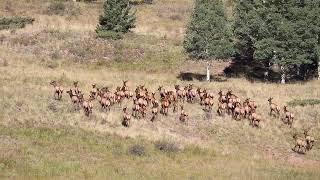 Elk herd Antonito CO [upl. by Zannini]